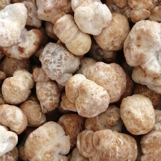 海林市短刺猴头菇 20一斤，价格好质量好