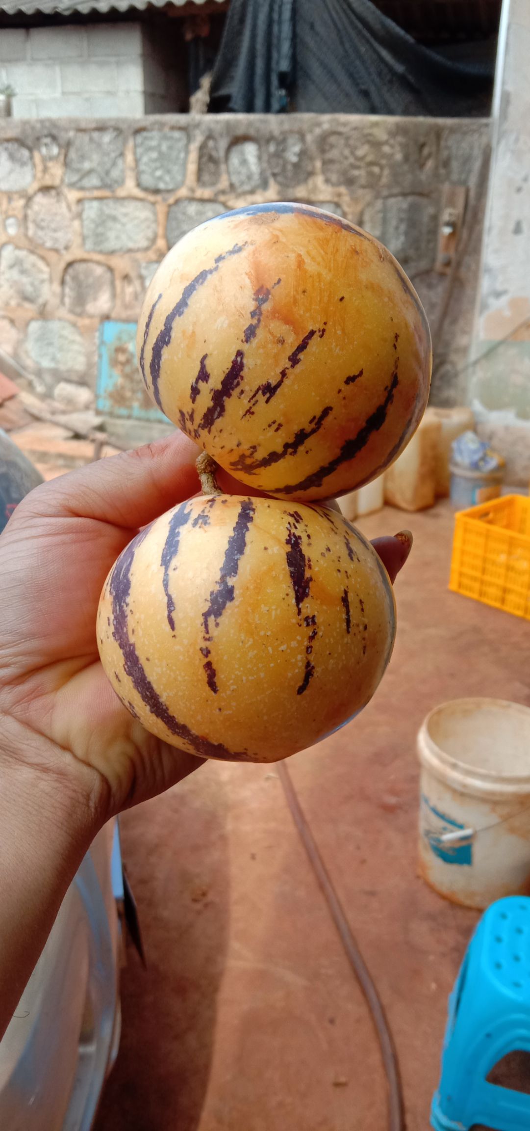 圆果人参果 2 - 3两以上