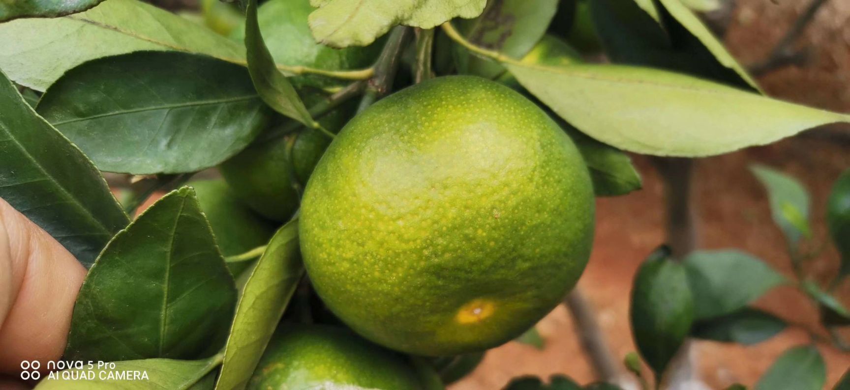 大分四号柑桔苗 湖南千思一年生大分四号柑橘苗 特早熟大分果树苗