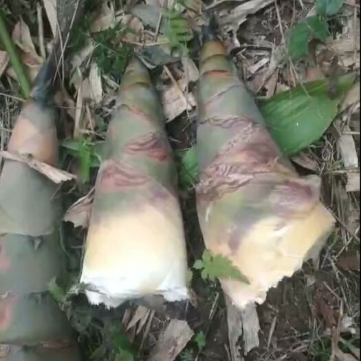 百色 广西百色竹笋有老板需要的可联系我
