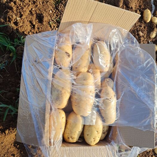 平阴县山东平阴大量供应荷兰十五土豆，质量一流，规格齐全，欢迎前来