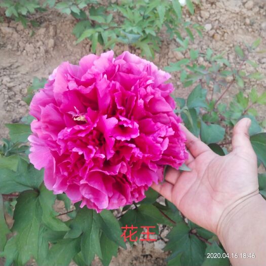 菏泽 菏泽牡丹花苗重瓣牡丹洛阳牡丹红色系