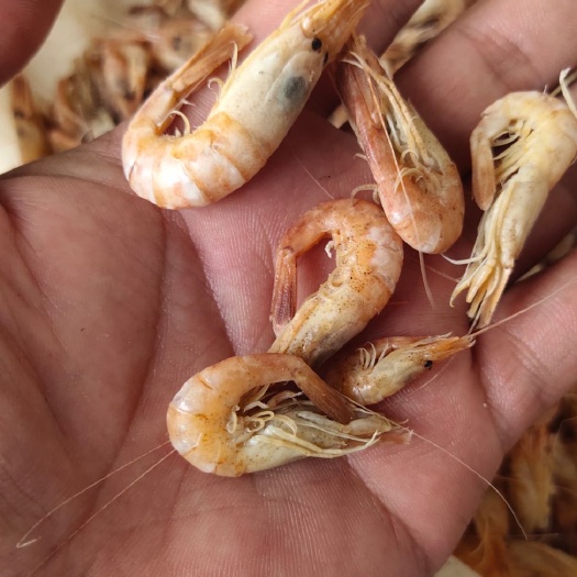 滨州黑壳虾 渤海湾草虾  黑虾灰虾 婆婆虾大量出货中