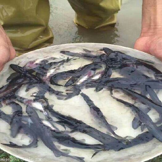 南部县 出售各种名贵鱼苗