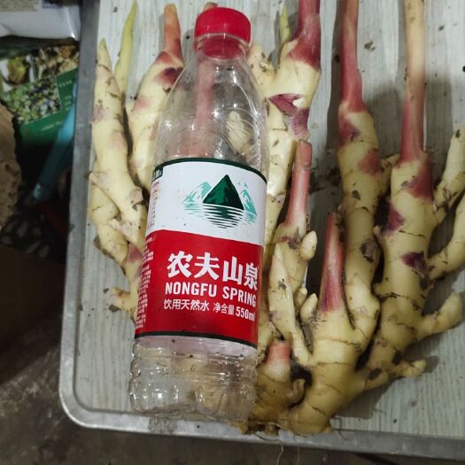 临泉县 临泉小黄姜大量上市