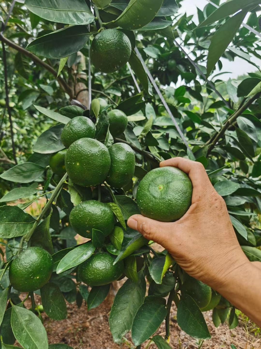大分四号柑桔苗 湖南千思一年生大分四号柑橘苗 特早熟大分果树苗