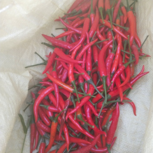 翼城县朝天椒 价格优惠