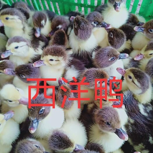 钦州番鸭苗  番鸭，孵化直销，运输包损耗
