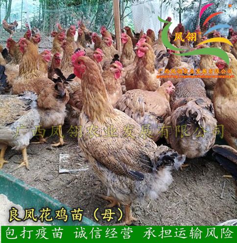良凤花鸡苗 母