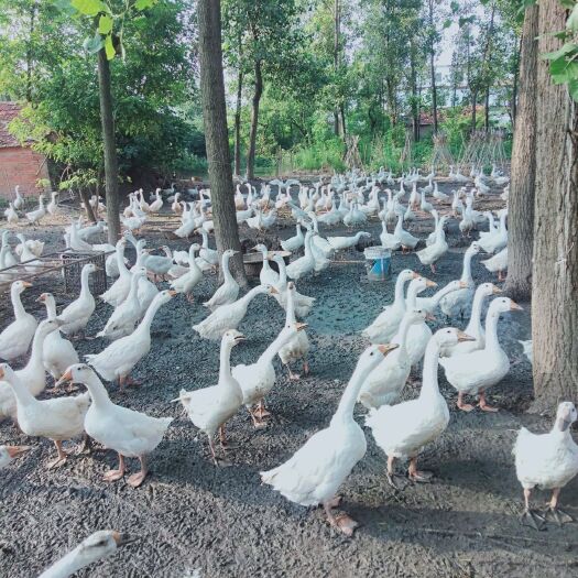 正阳县 大白鹅120天有看中的不