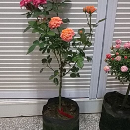 沭阳县月季树 棒棒糖树月