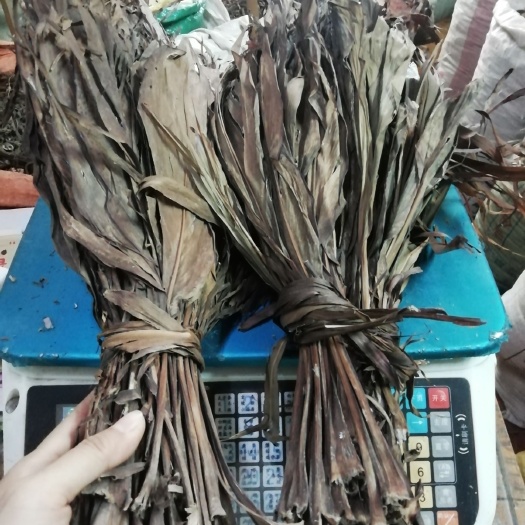  中药材红铁树叶/朱蕉叶/铁树叶/朱竹叶/铁连草/红叶铁树