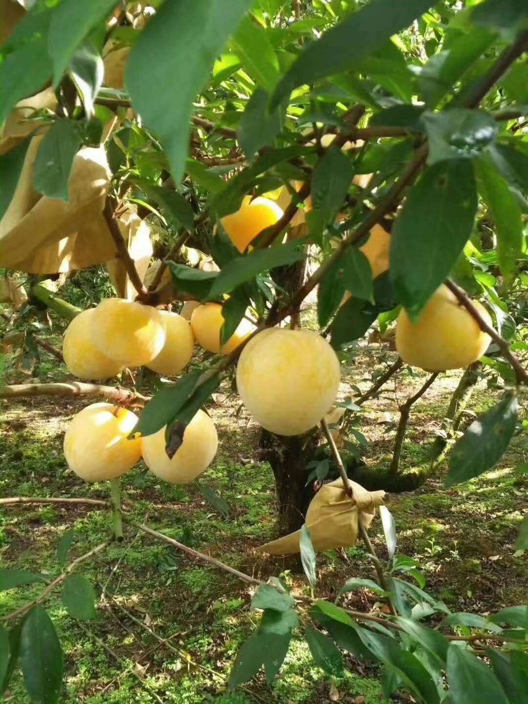黄金奈李顺丰速运/贡果、老人、儿童专属水果黄金蜂糖奈李