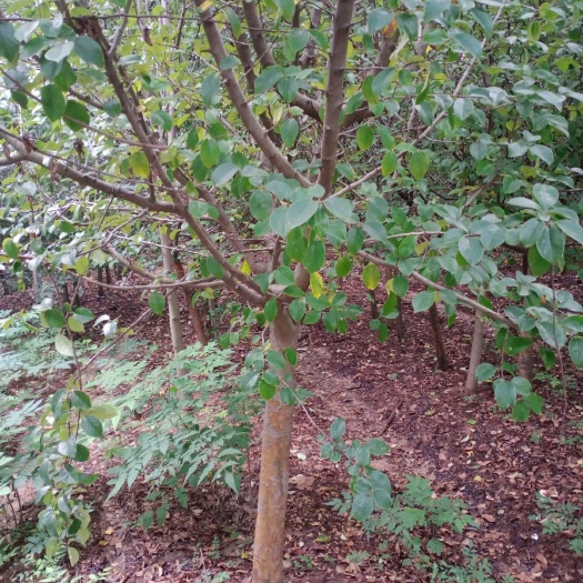 新沂市出售木瓜树2000棵，6～10公分，需要的请联系，价格详谈