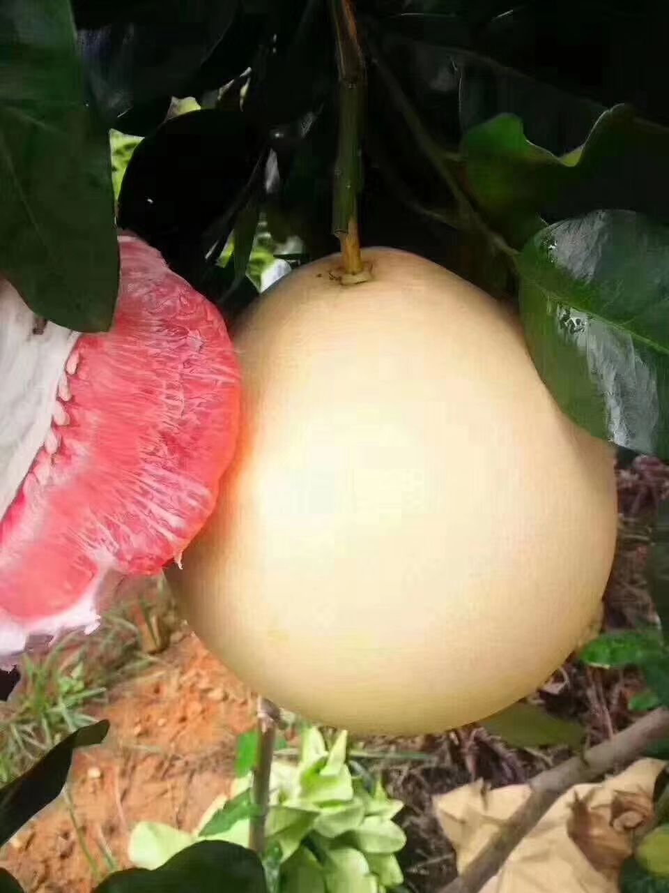 梅州蜜柚 红肉白肉蜜柚