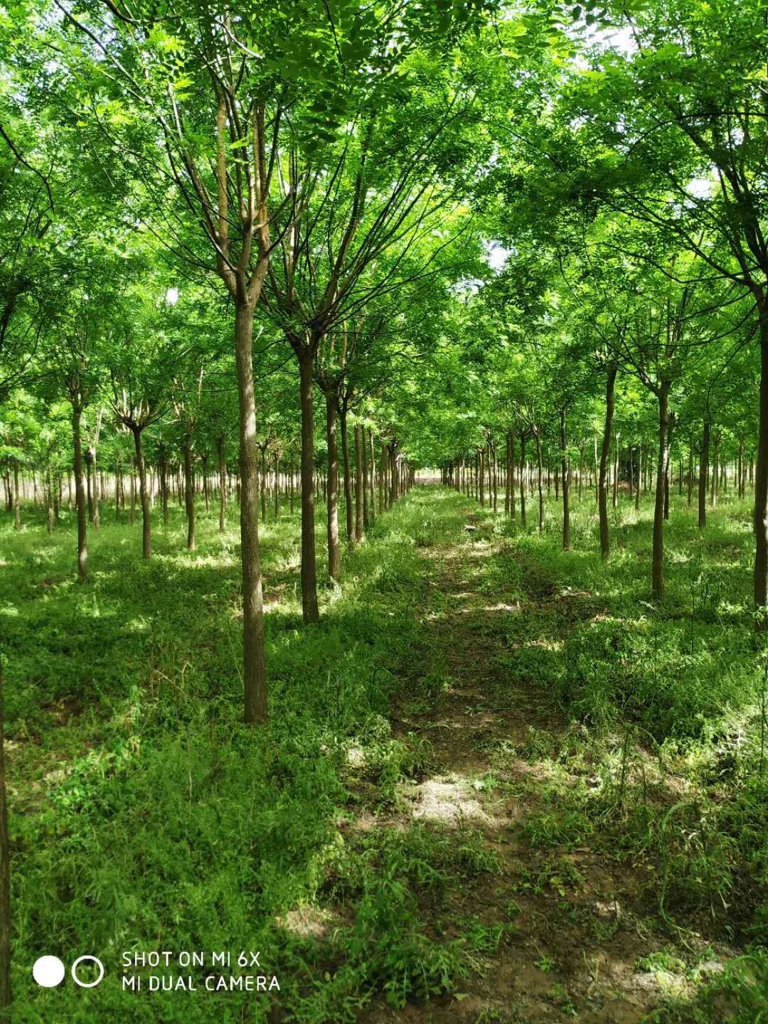 8公分二次平头国槐