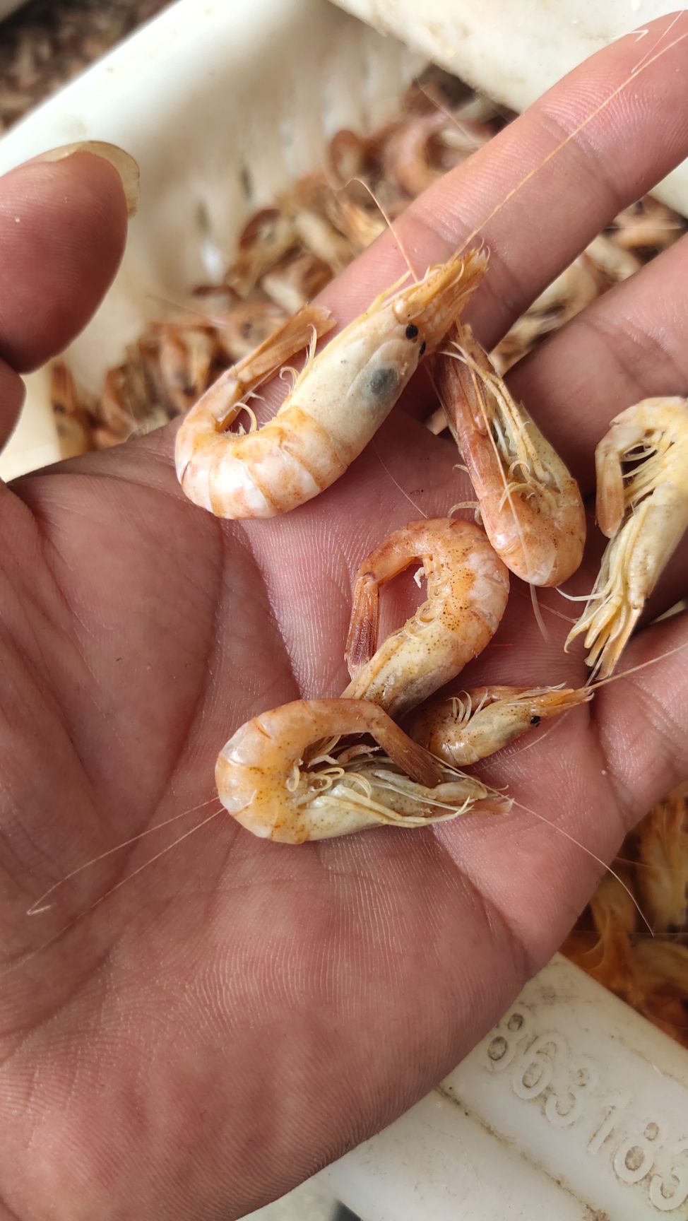 黑壳虾 渤海湾草虾  黑虾灰虾 婆婆虾大量出货中