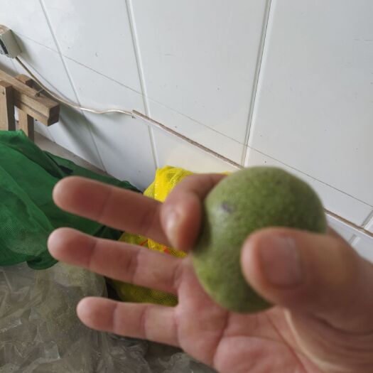 石家庄 大量供应青皮核桃