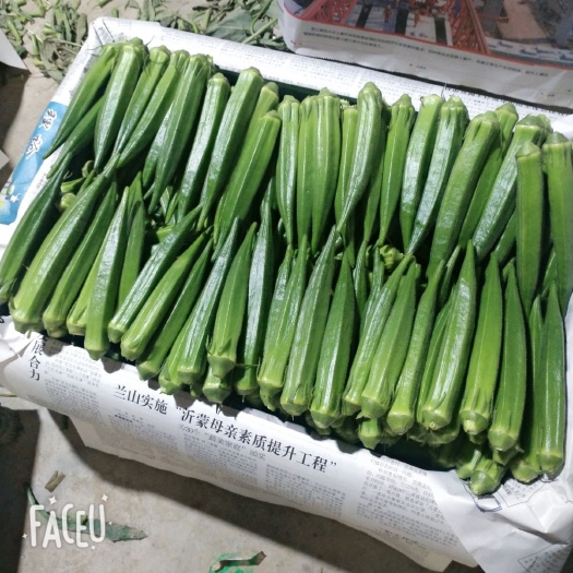 鄄城县 秋葵水果秋葵