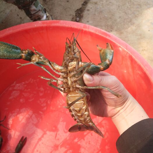 弥勒市澳洲淡水小龙虾 100g