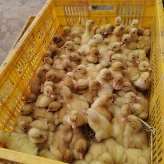 南宁樱桃谷鸭苗，品种纯正，疫苗齐全