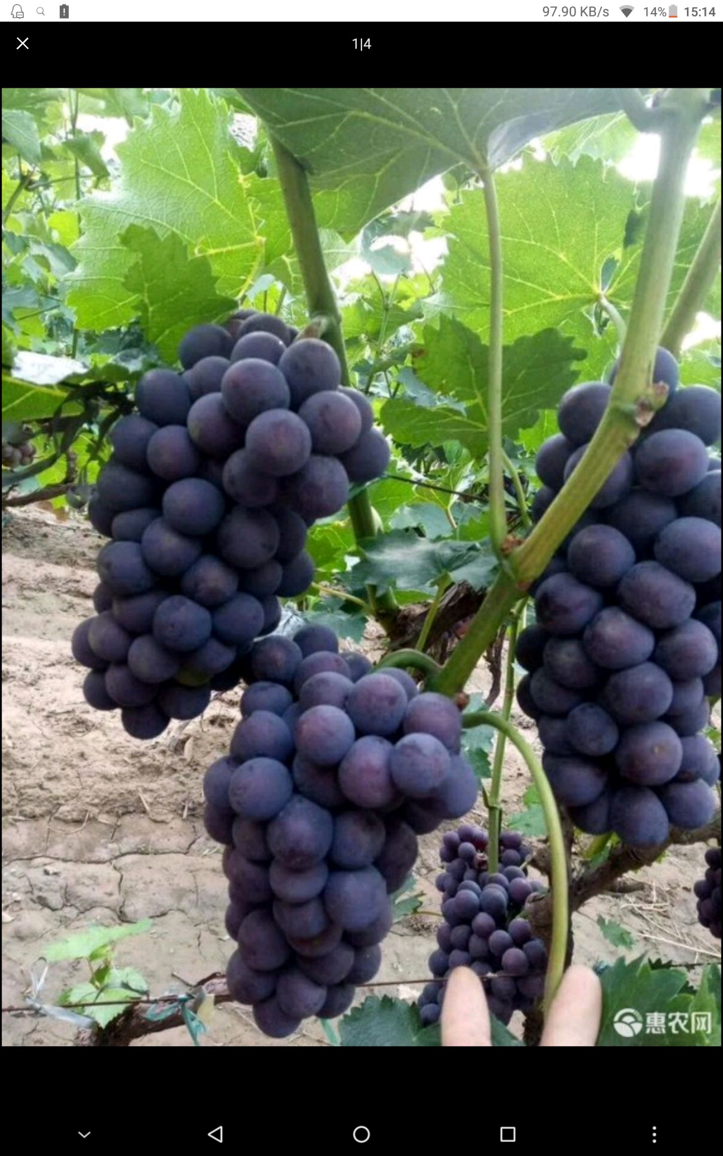  葡萄