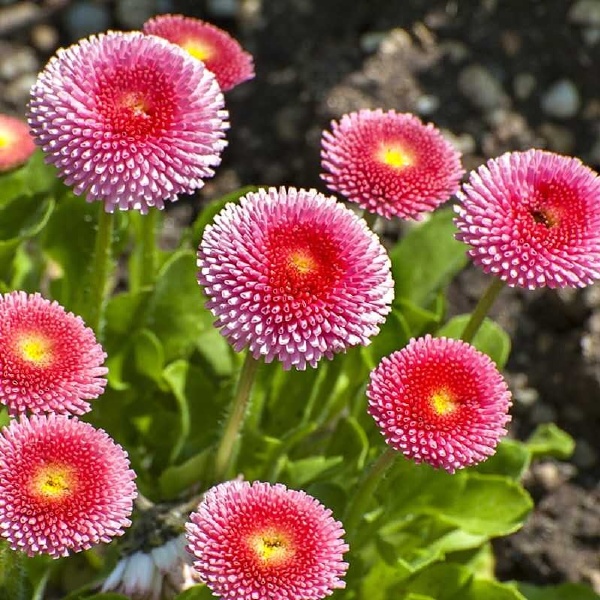  雏菊种子四季开花易活小雏菊花种籽植物矮杆花海花卉种子