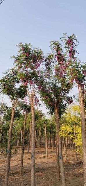 博野县 8公分嫁接 香花槐