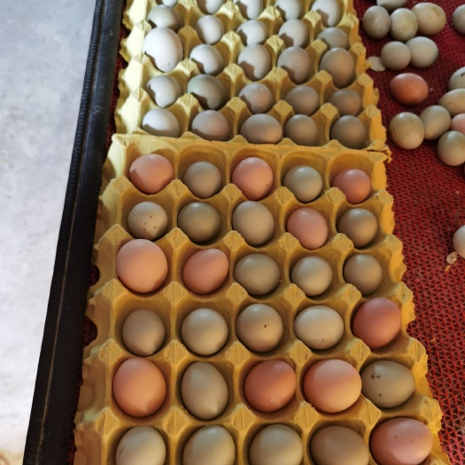 钟祥市绿壳鸡蛋 精品开产蛋 小绿  小土