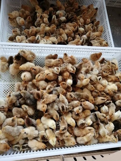 衡阳县黄羽高产蛋鸡苗 黄麻羽高产绿壳蛋苗年产280枚蛋左右。另有五黑一绿，青脚土等