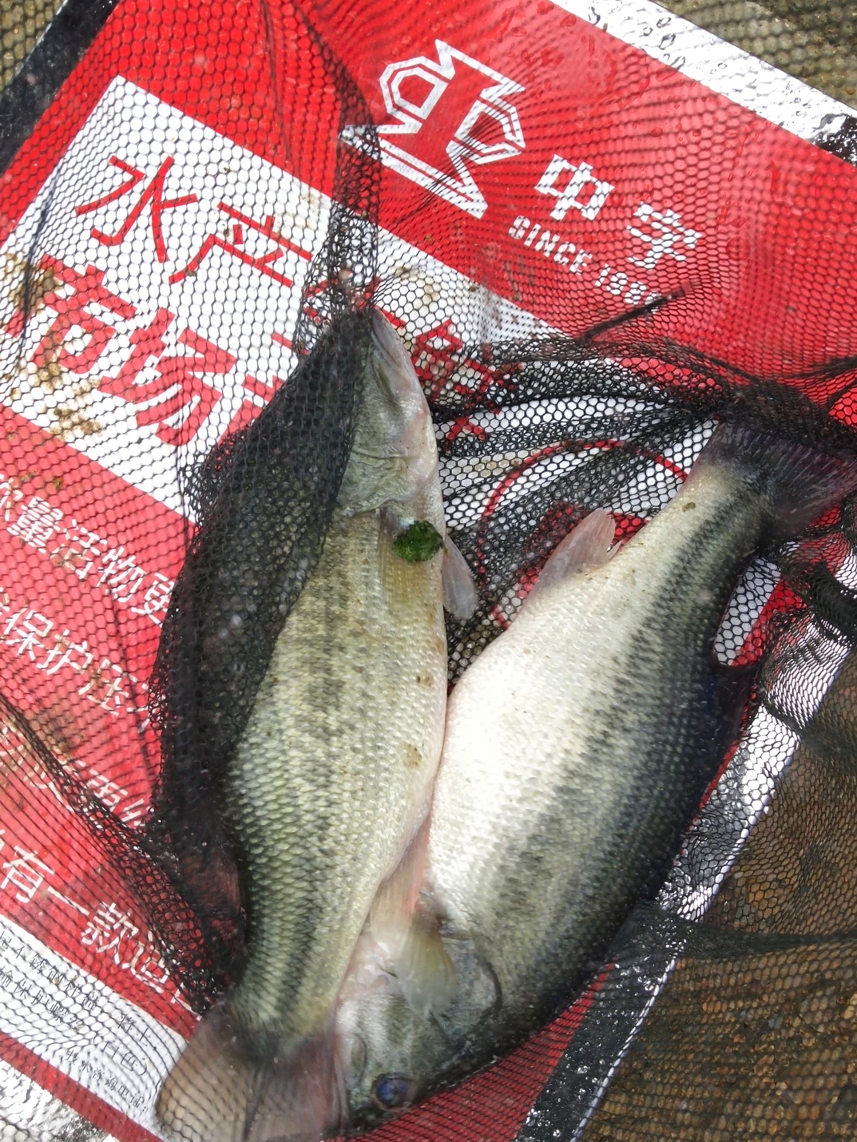 和平县巴浪鱼 人工养殖 1-1.5公斤