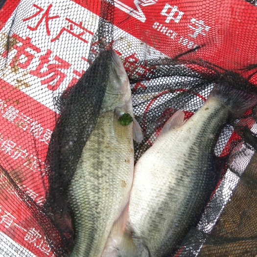 和平县巴浪鱼 人工养殖 1-1.5公斤