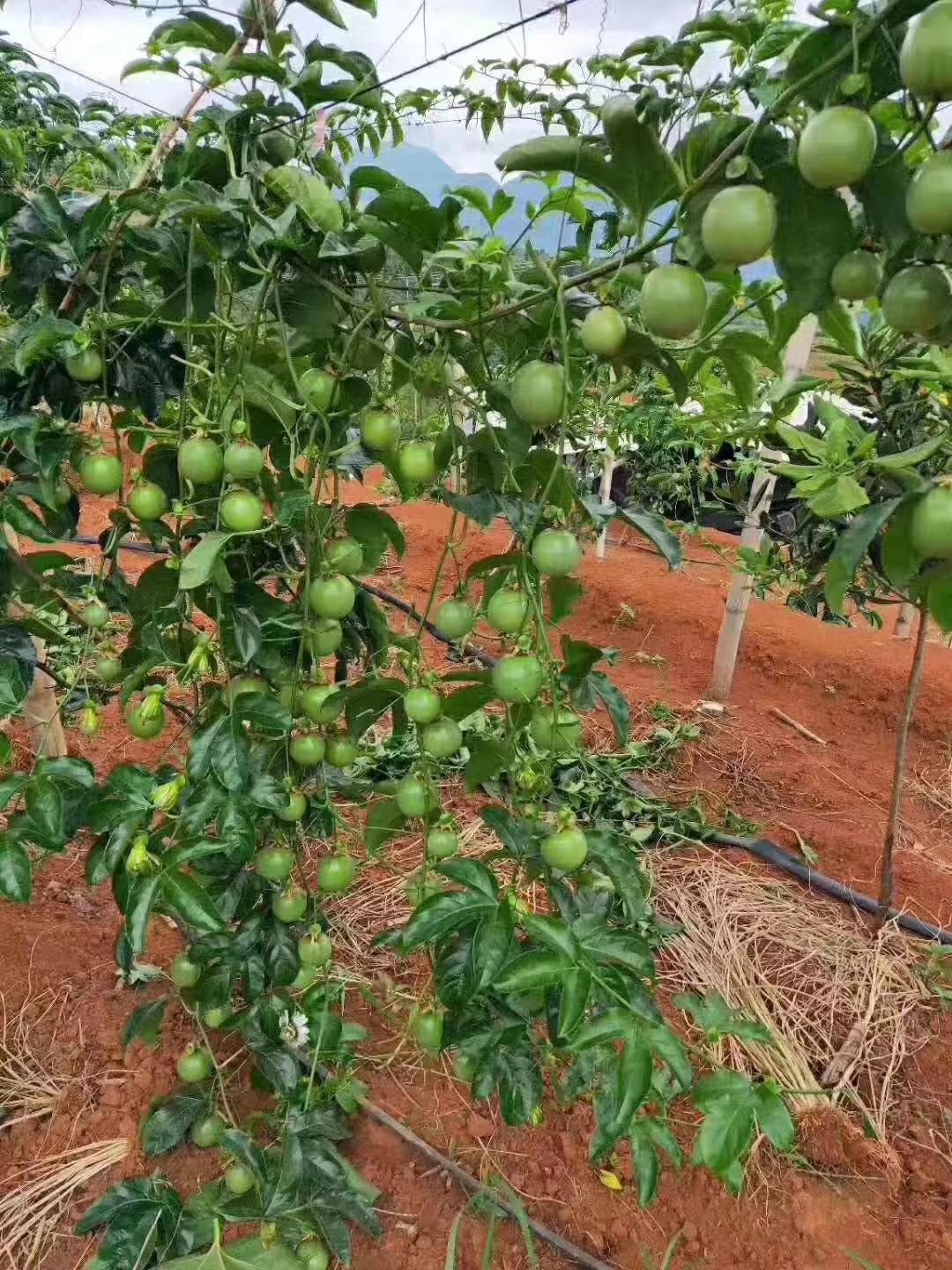 百香果苗  当年种植当年结果，收到死苗，免费补发。
