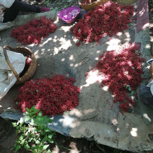 宝鸡麻椒 一级 干花椒