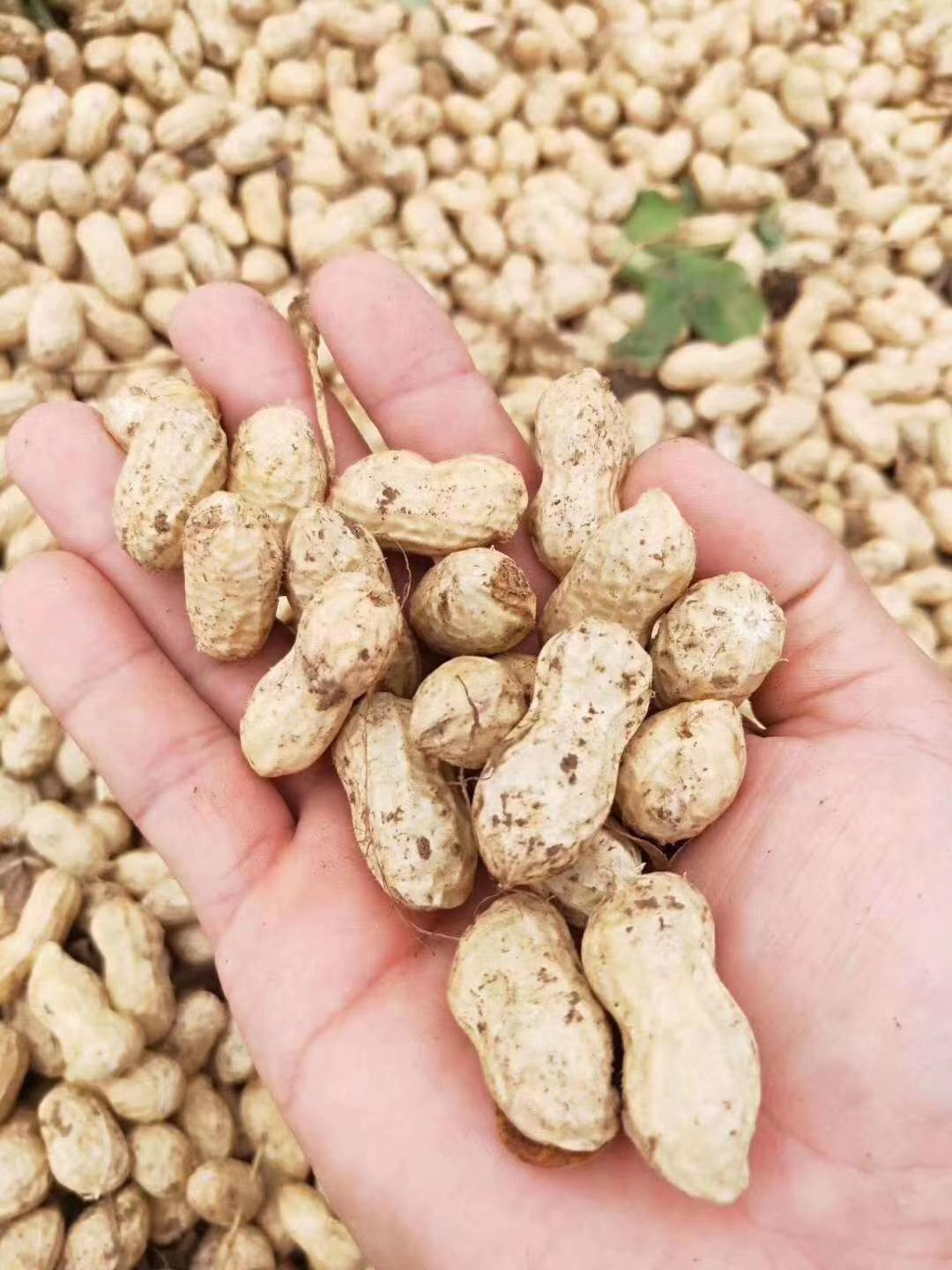  基地鲜货小白沙鲜花生大量供应中，欢迎各位老板提前预定