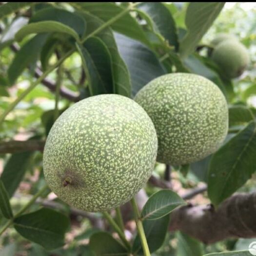 鄄城县青皮核桃 30mm以上 散装 1个月