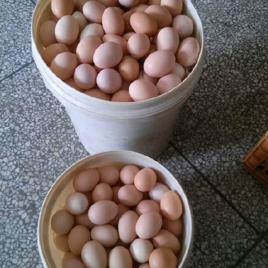 合浦县土鸡蛋  散养初生小鸡蛋