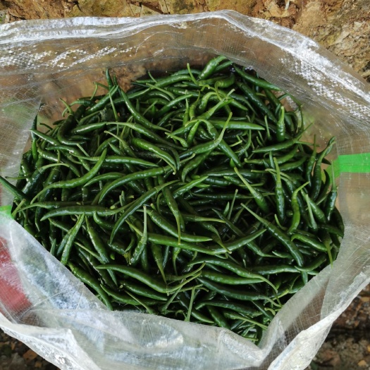 紫云县朝天椒 艳青椒