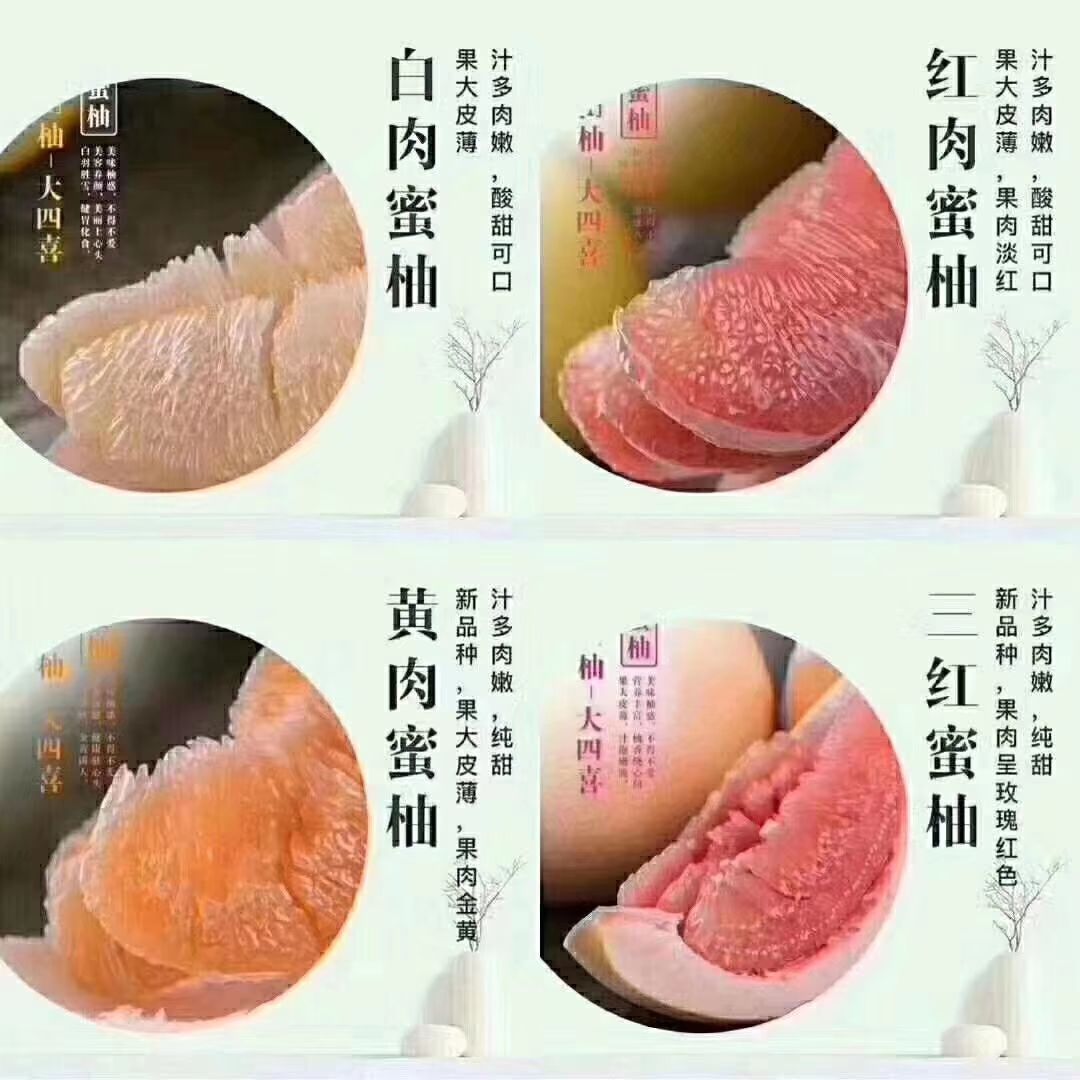 梅州蜜柚 红肉白肉蜜柚