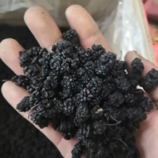 泊头市桑葚干  河北桑椹干，产地直销。一手货源，大量供应！合作共赢
