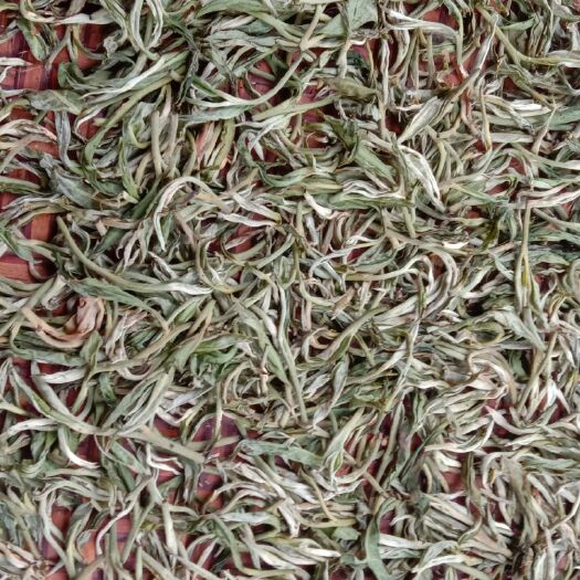 孟连县龙井茶 天然纯手工