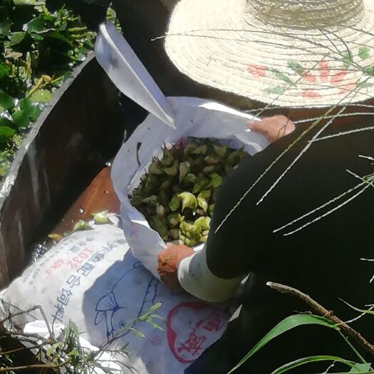 兴化市菱角 新鲜采摘，量大起批，欢迎长期合作