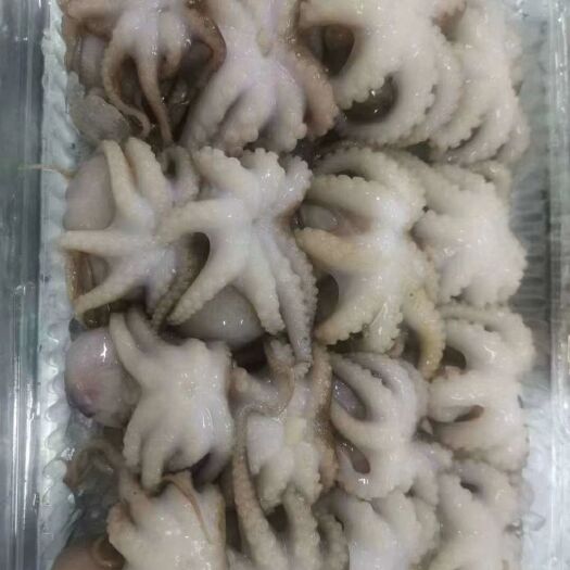 北海八爪鱼  板冻八爪，一件20斤，有冰鲜的