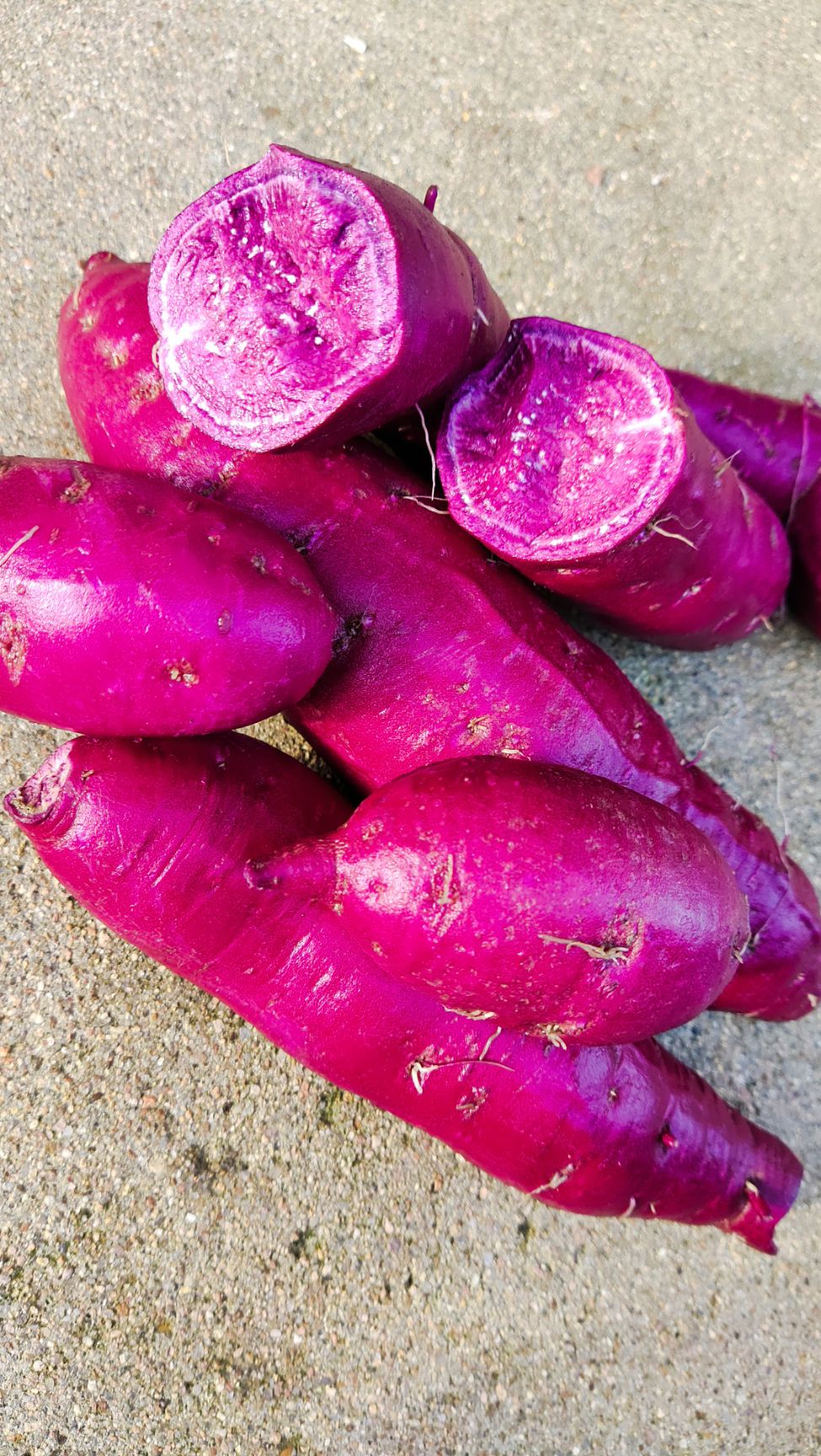 花叶二代贵妃紫，纯丘陵沙土地，它口感特别香甜，