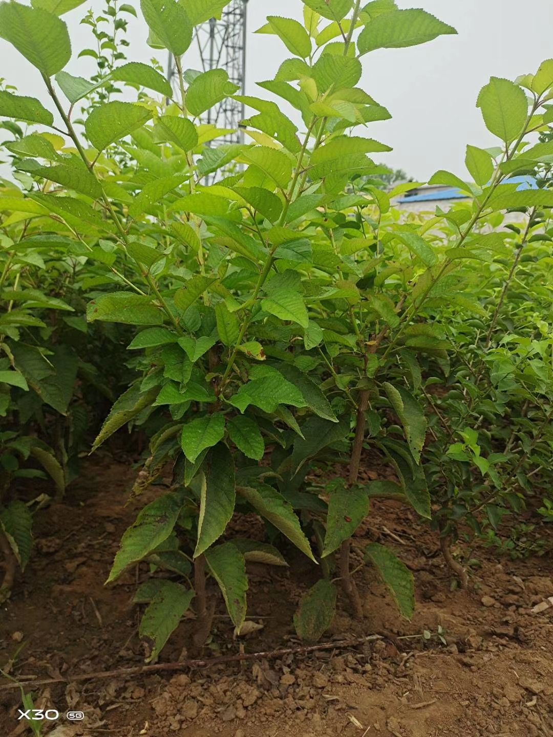 俄罗斯8号樱桃苗  红灯，萨米脱，美早，五十公分带分枝点