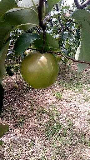 澄城县玉露香梨