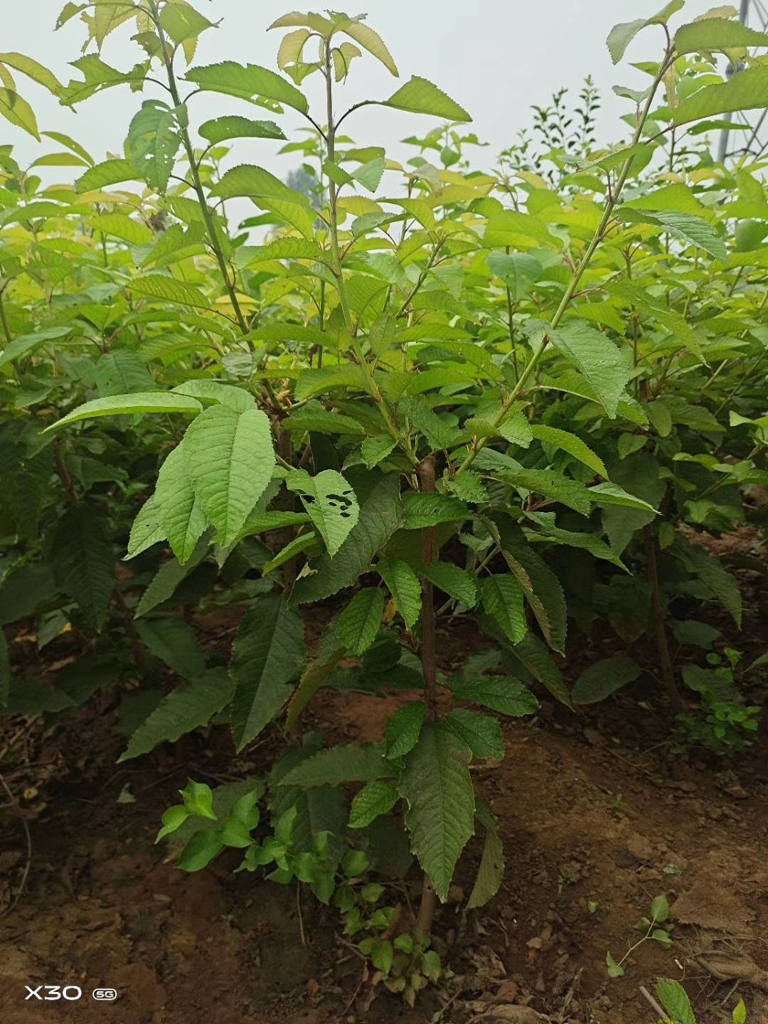 俄罗斯8号樱桃苗  红灯，萨米脱，美早，五十公分带分枝点