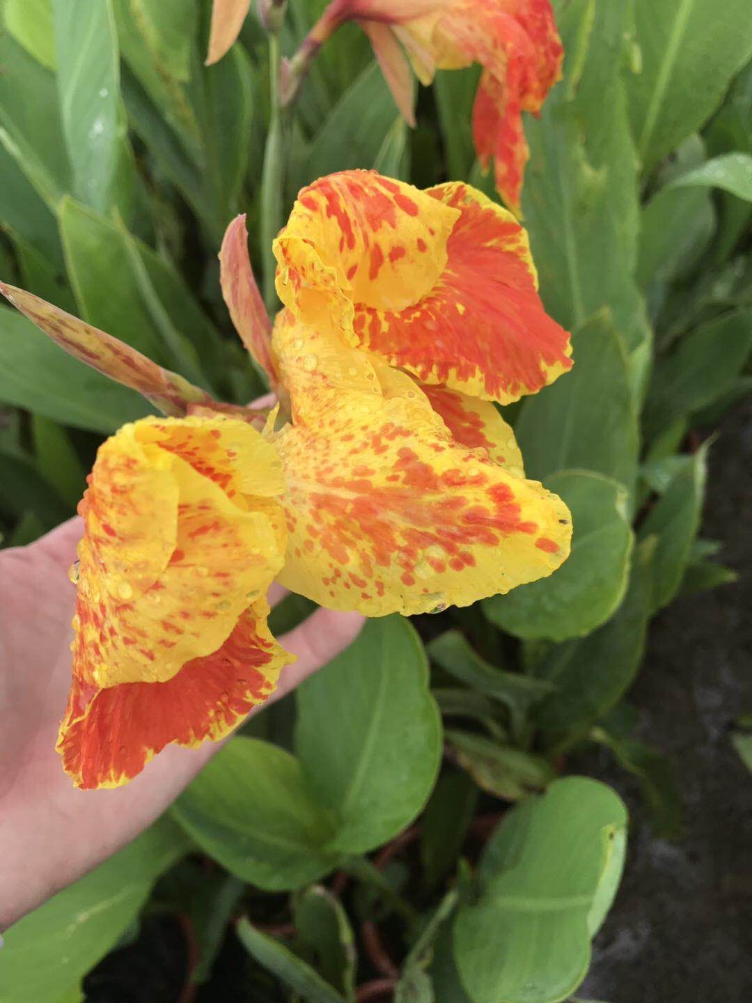 红花美人蕉  美人蕉盆栽多色多分枝花色丰富艳丽多年生草本植物根系发达