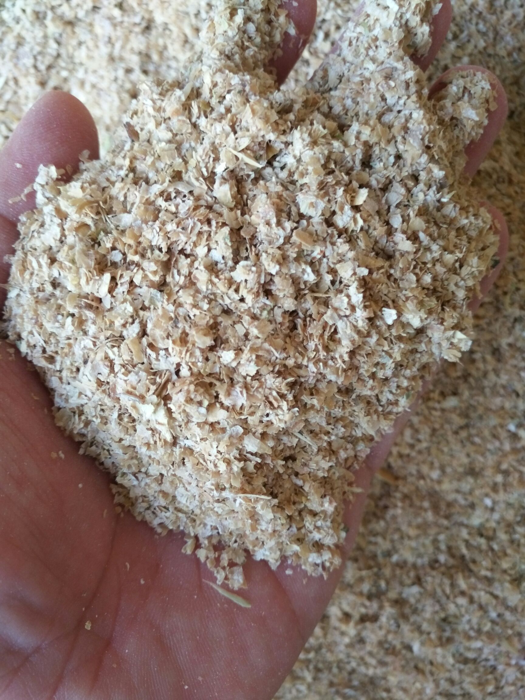 批发零售大量现货小麦麸皮
