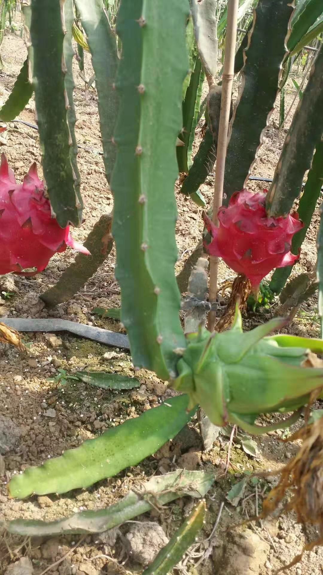  蜜宝红芯火龙果，自家种植滴！